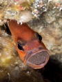   Male cardinal fish Apogon imberbis rotating egg mass.Lanzarote Canary Islands. mass. mass Islands  